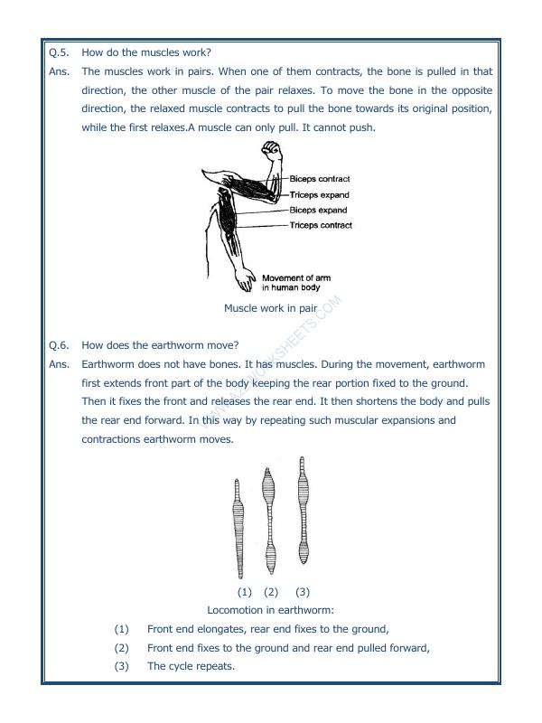 A2ZWorksheets:Science-Humans-Body Movements-03