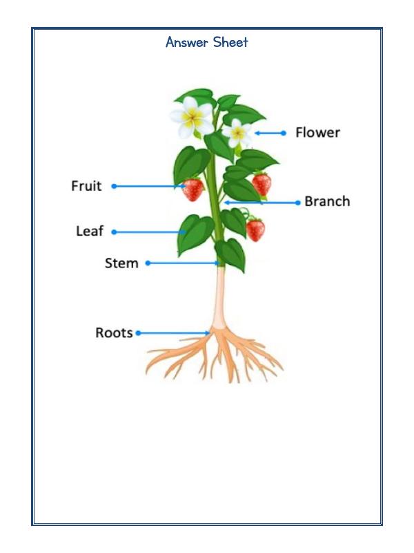 A2ZWorksheets:Science-Plants and Living Organisms-Plants Life-06